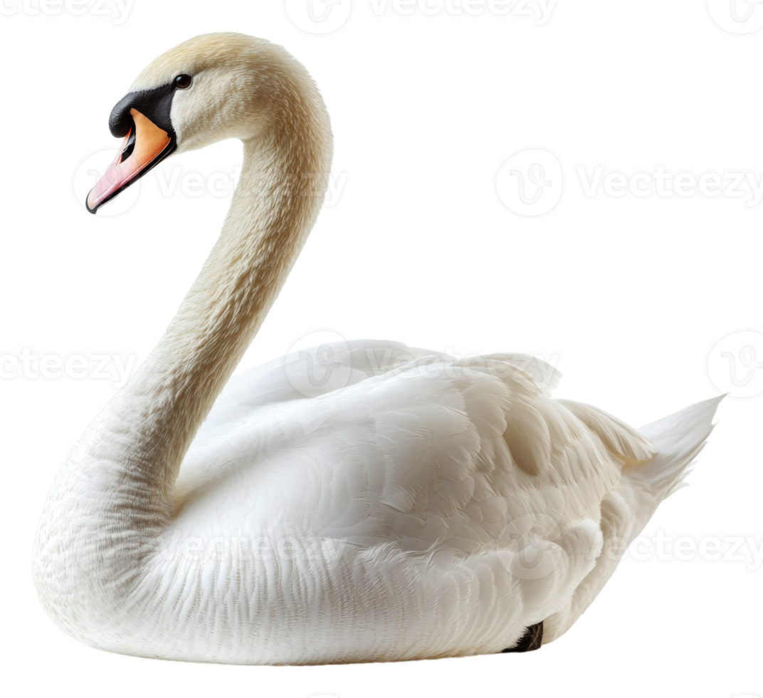Swan gliding on tranquil waters, cut out - stock . png