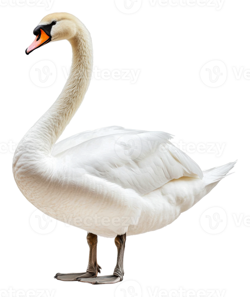 Elegant white swan standing on a riverbank at dawn, cut out - stock . png
