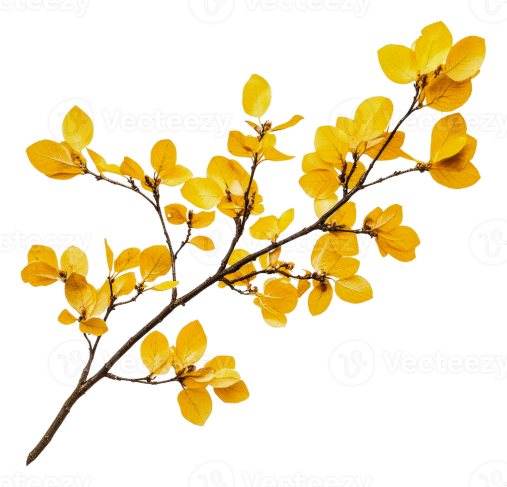 Bright yellow autumn leaves on a branch in nature, cut out - stock . png