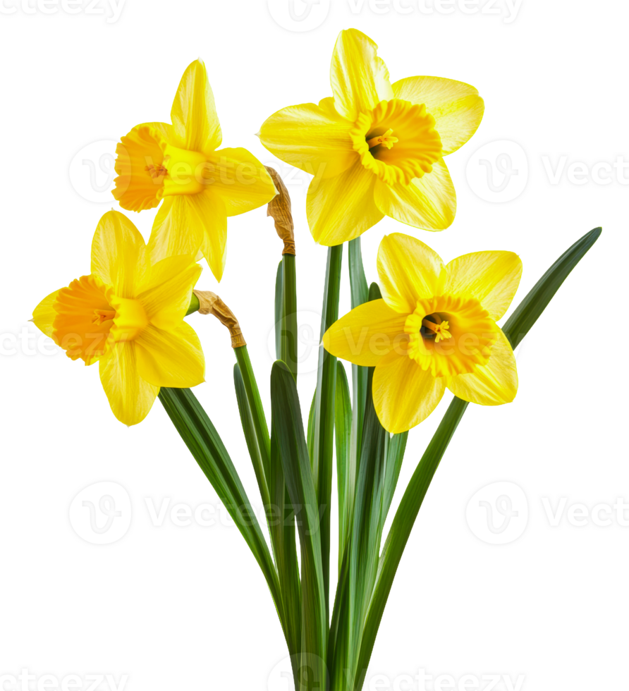 Bright yellow daffodils in a simple arrangement, cut out - stock . png