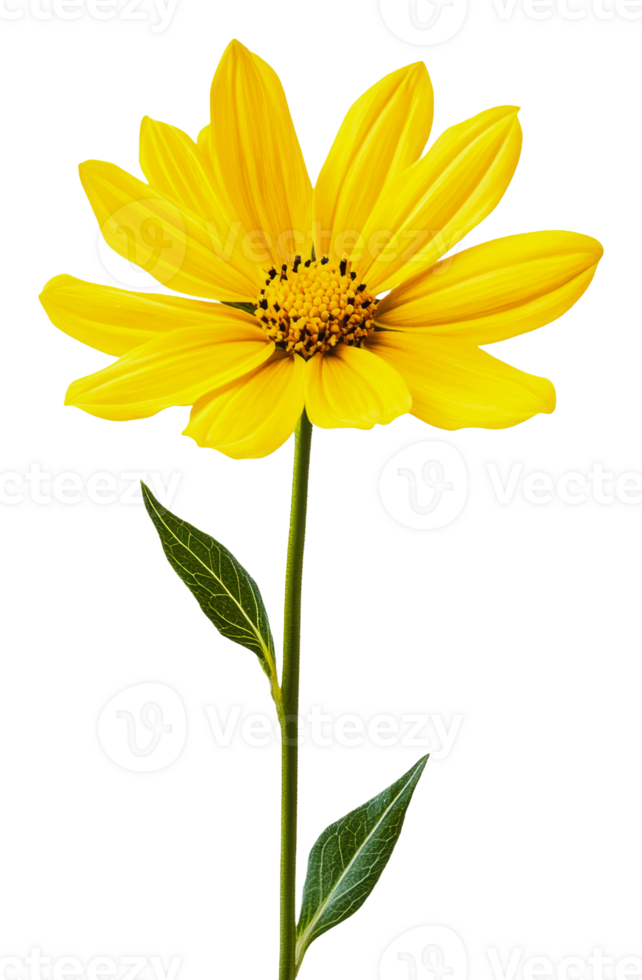 Bright yellow flower with green leaves on a stem, cut out - stock . png