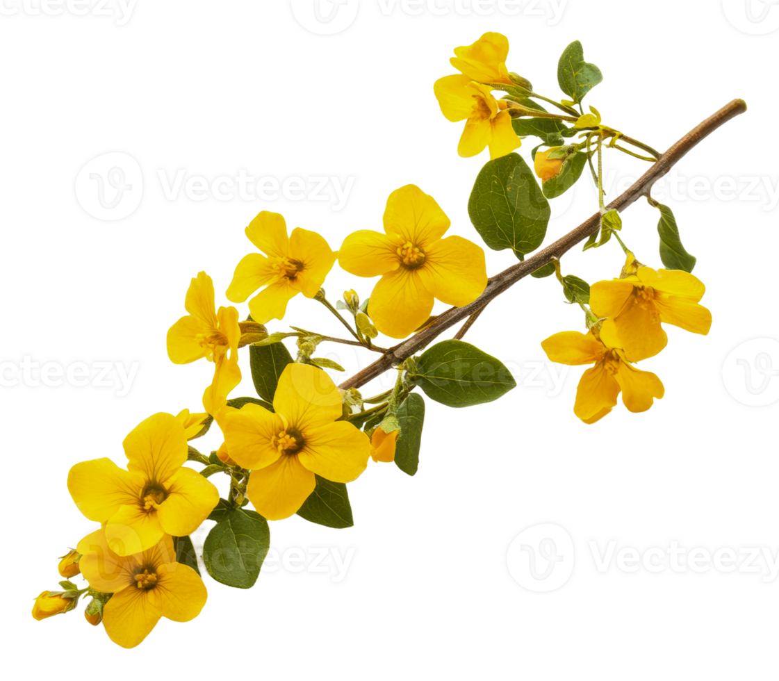 Yellow flowers on green stems outside, cut out - stock . png