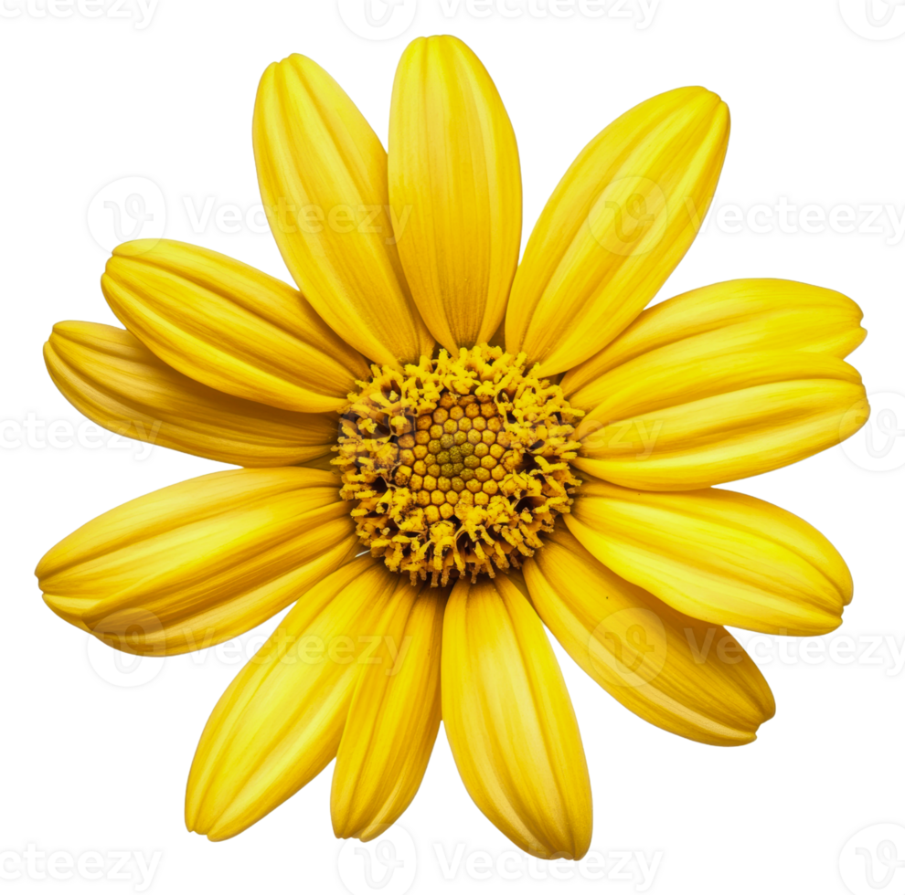 Intricate petals of a yellow daisy, cut out - stock . png