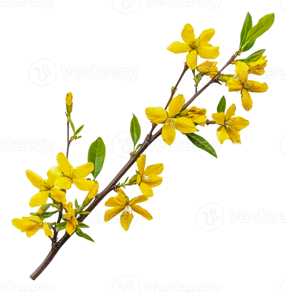Yellow flowers and fresh green leaves, cut out - stock . png