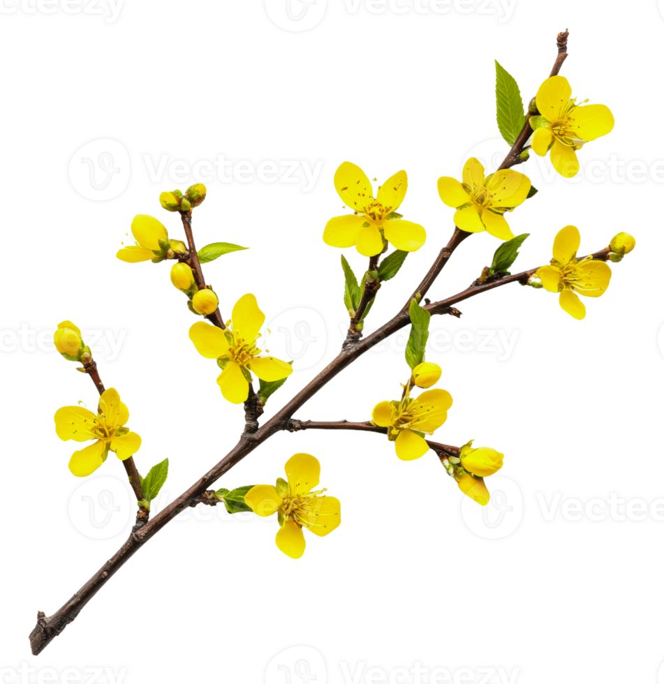 Yellow branches with blooming flowers in spring, cut out - stock . png