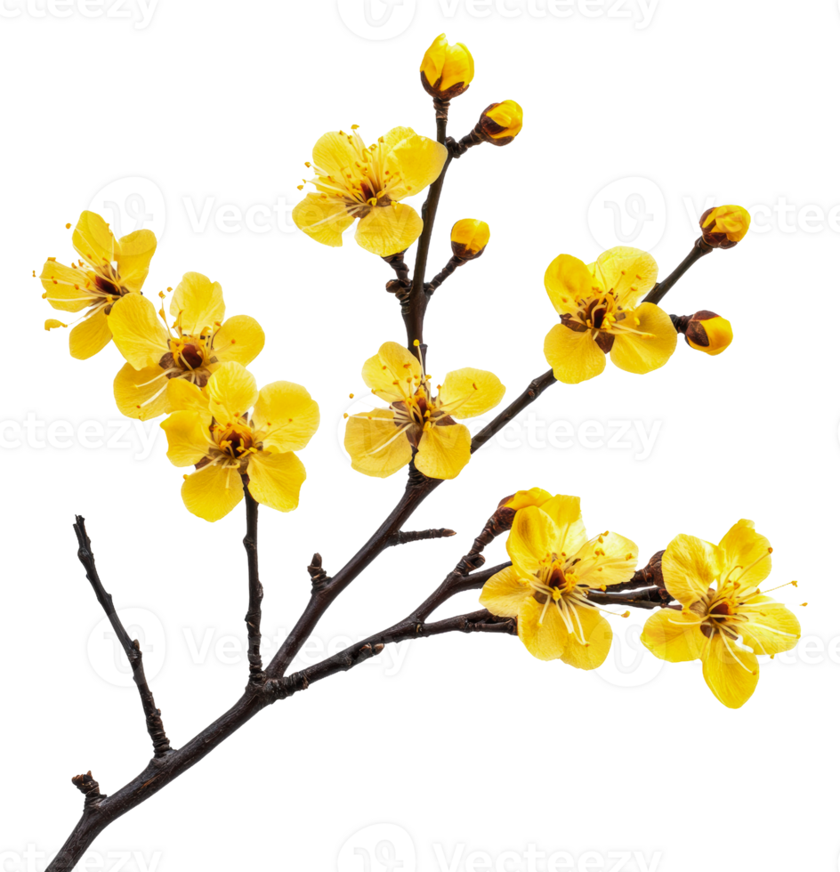 Yellow flowers on a bare spring branch, cut out - stock . png