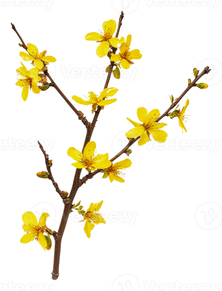 Spring branch with yellow blossoms, cut out - stock . png