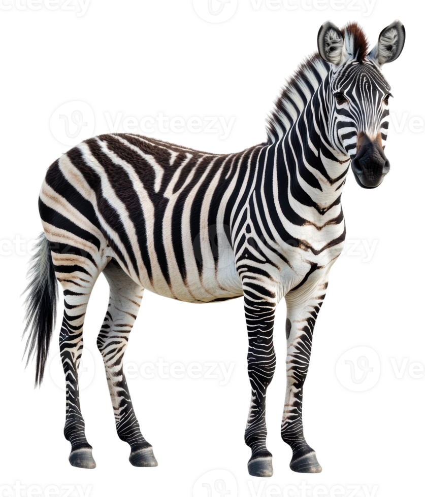 A zebra standing proudly in natural posture, cut out - stock . png