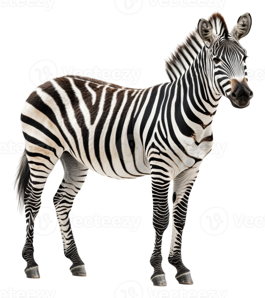 Striped zebra standing in a natural pose indoors, cut out - stock . png