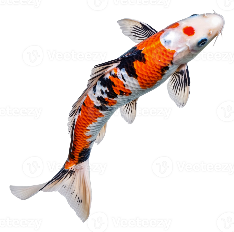 Colorful koi fish swimming in clear water, cut out - stock . png