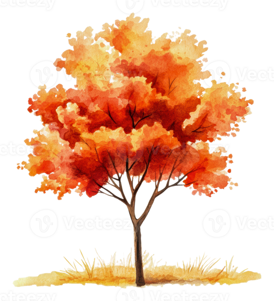 Orange-leaved tree in peaceful autumn, cut out - stock . png