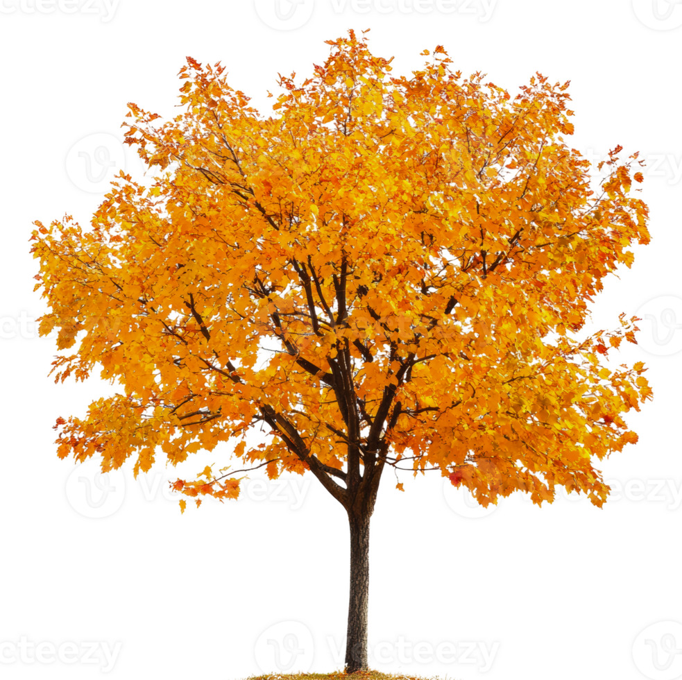 Vibrant autumn tree with golden leaves in daylight, cut out - stock . png