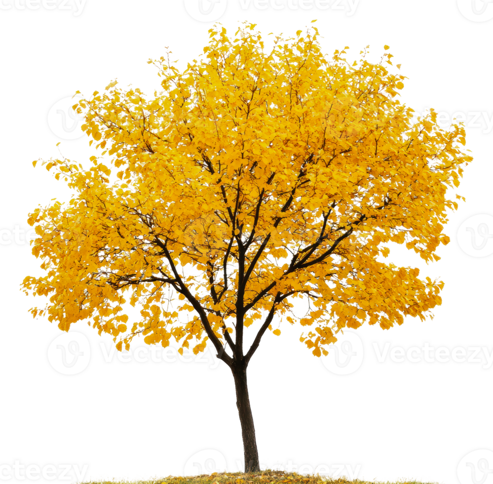 Yellow tree stands alone in autumn, cut out - stock . png