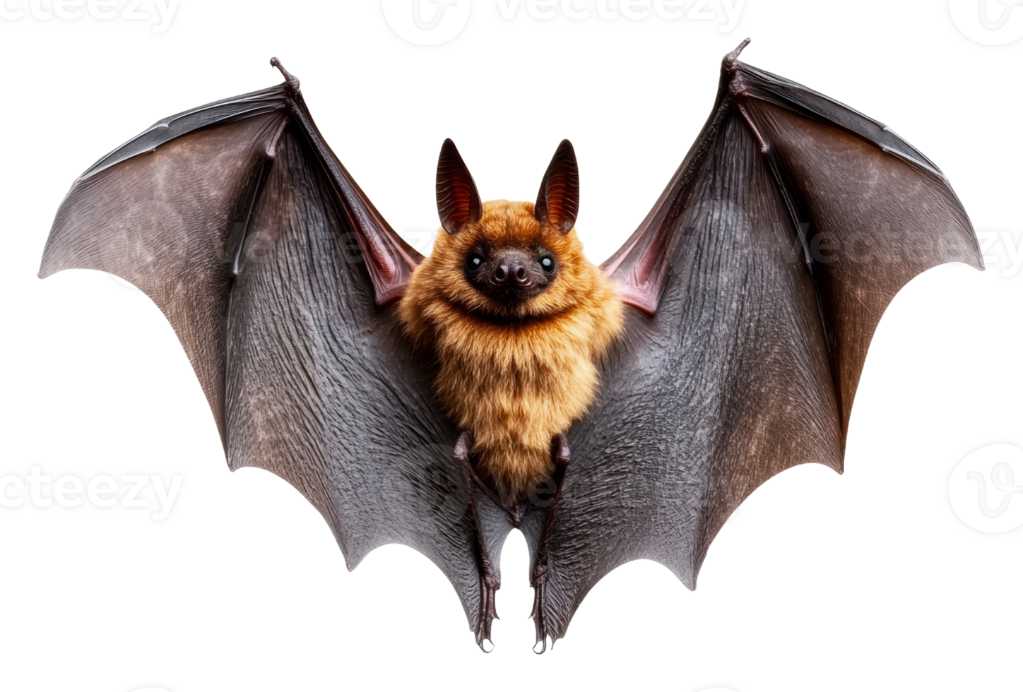 Fluffy bat hanging upside down in a natural pose, cut out - stock . png
