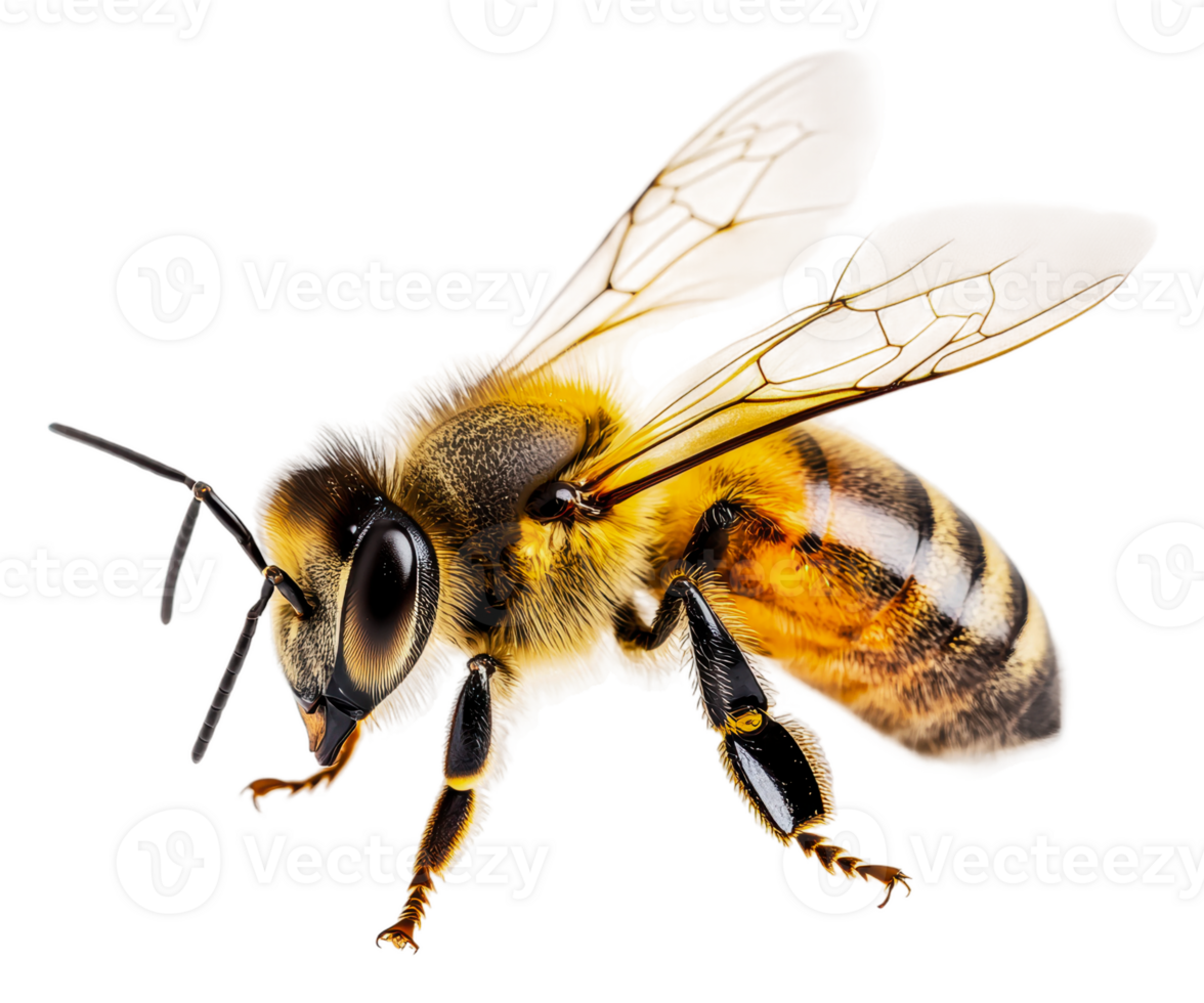 Close-up view of a bee showing detailed features, cut out - stock . png