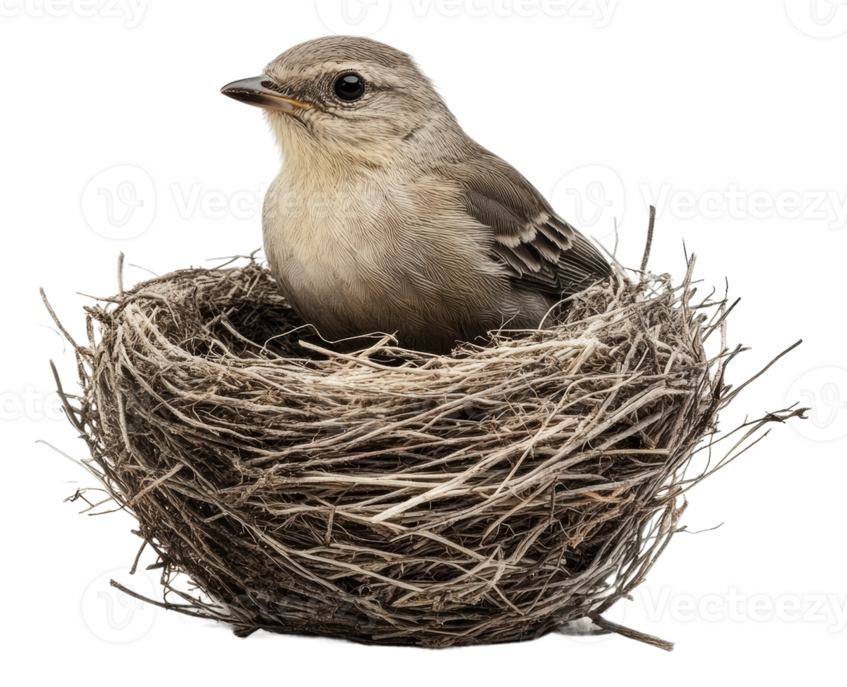 Small bird resting in a nest made of twigs, cut out - stock . png