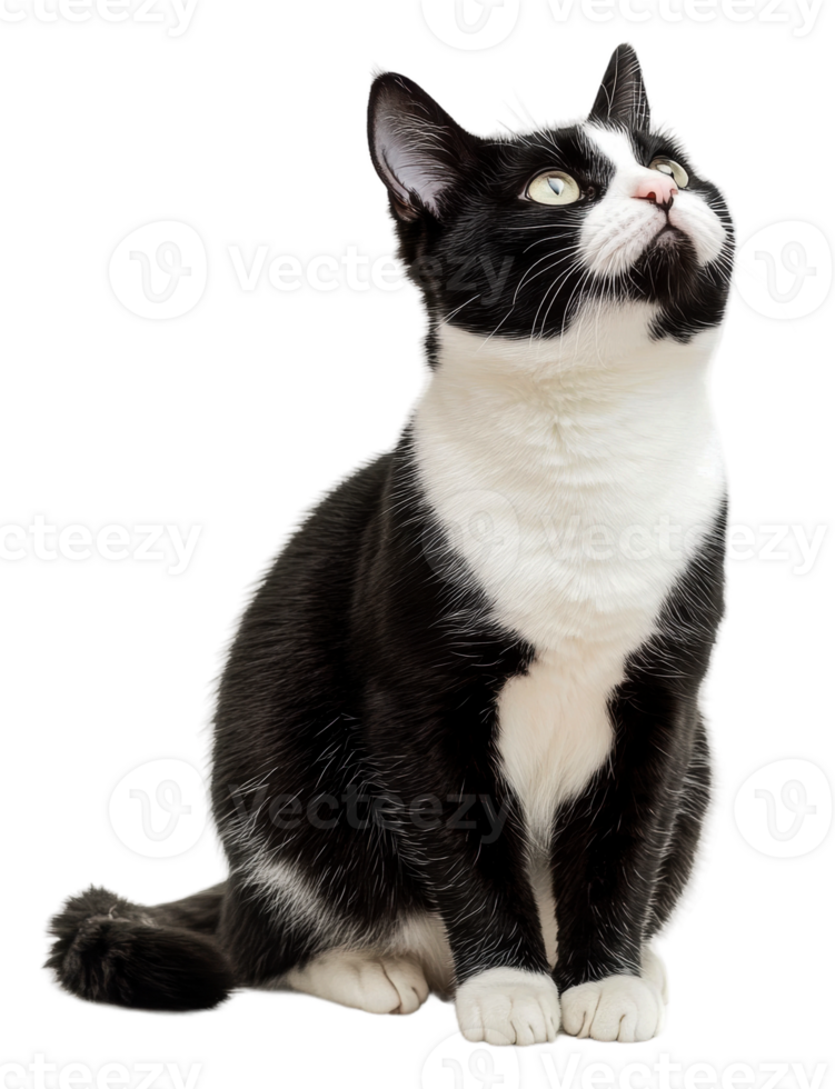 Curious black and white cat sitting up, cut out - stock . png