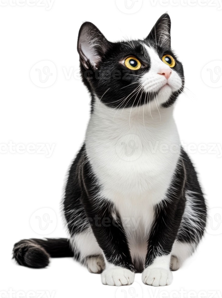 Playful black and white cat sitting indoors, cut out - stock . png