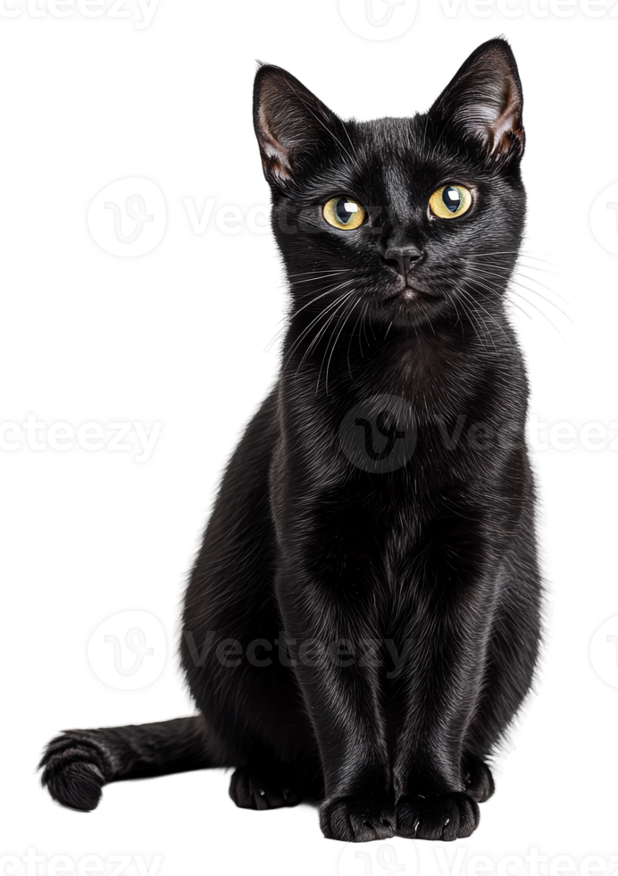 Black cat wait on white backdrop, cut out - stock . png
