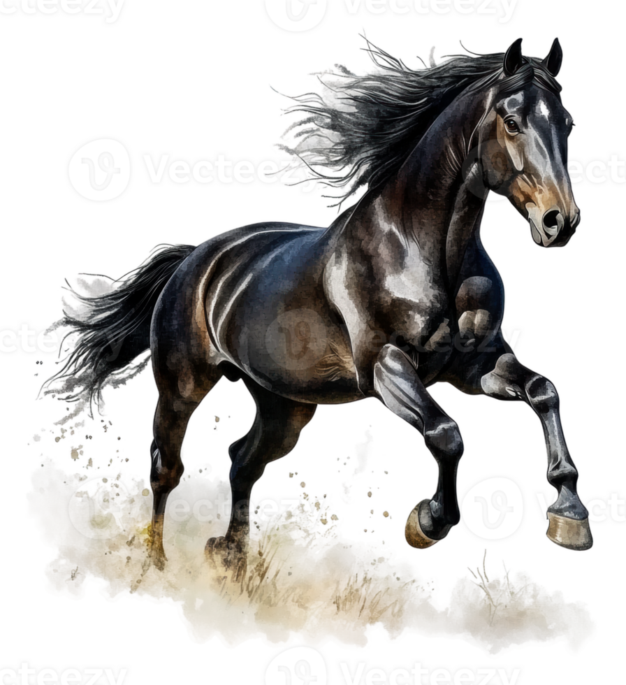 Black horse galloping through a meadow at sunset, cut out - stock . png