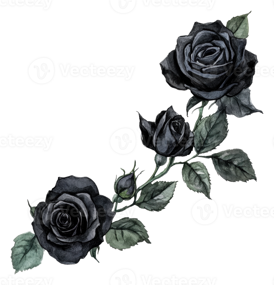 Black roses entwined with green leaves, cut out - stock . png
