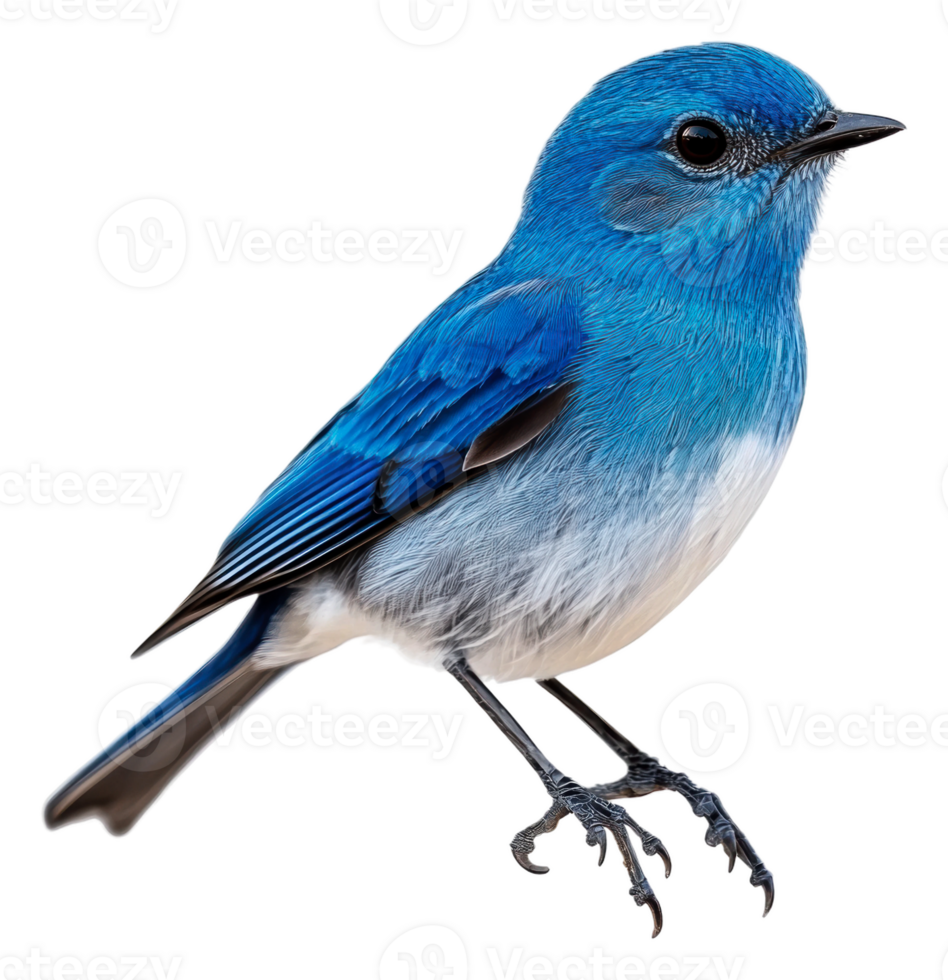 Bright blue bird perched gracefully on a branch, cut out - stock . png
