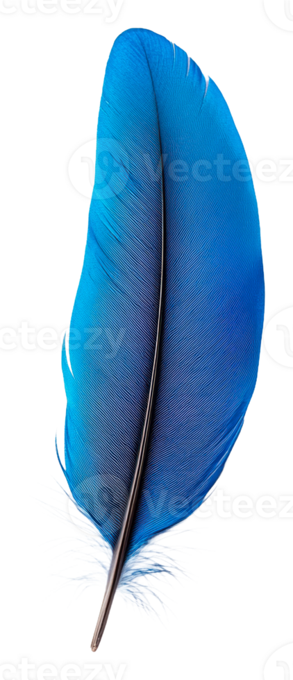 Beautiful blue feather on a white background, cut out - stock . png