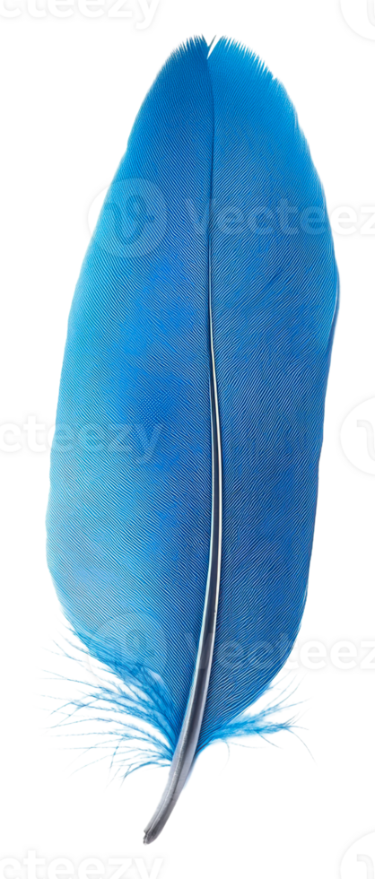 Bright blue feather resting on a plain surface, cut out - stock . png