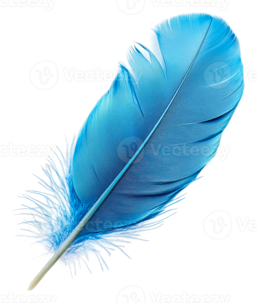 Vibrant blue feather resting on a white background, cut out - stock . png