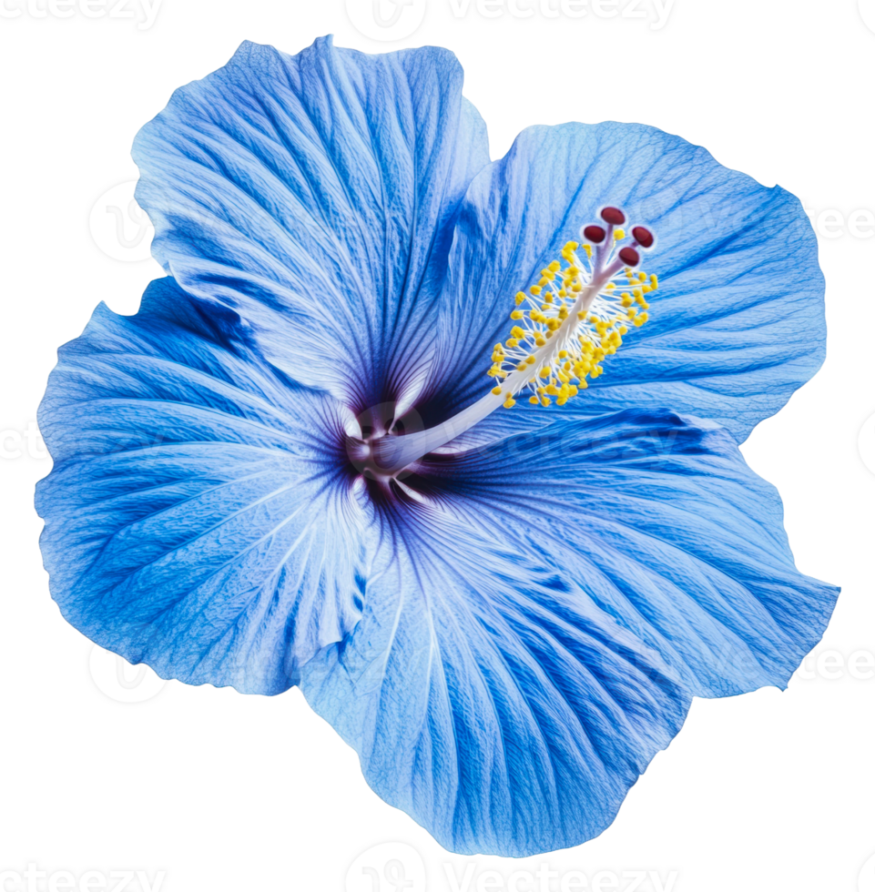 Beautiful blue hibiscus flower in full bloom, cut out - stock . png