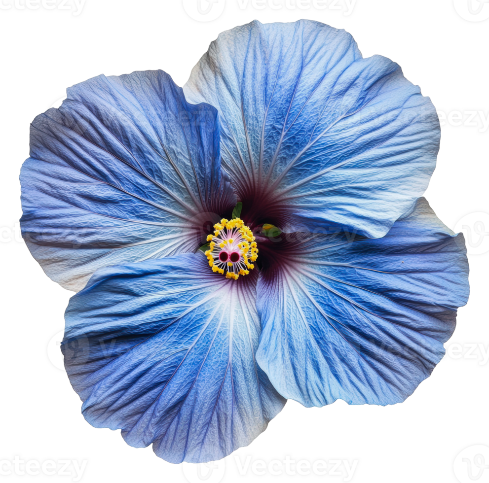 Vivid blue hibiscus in full bloom, cut out - stock . png