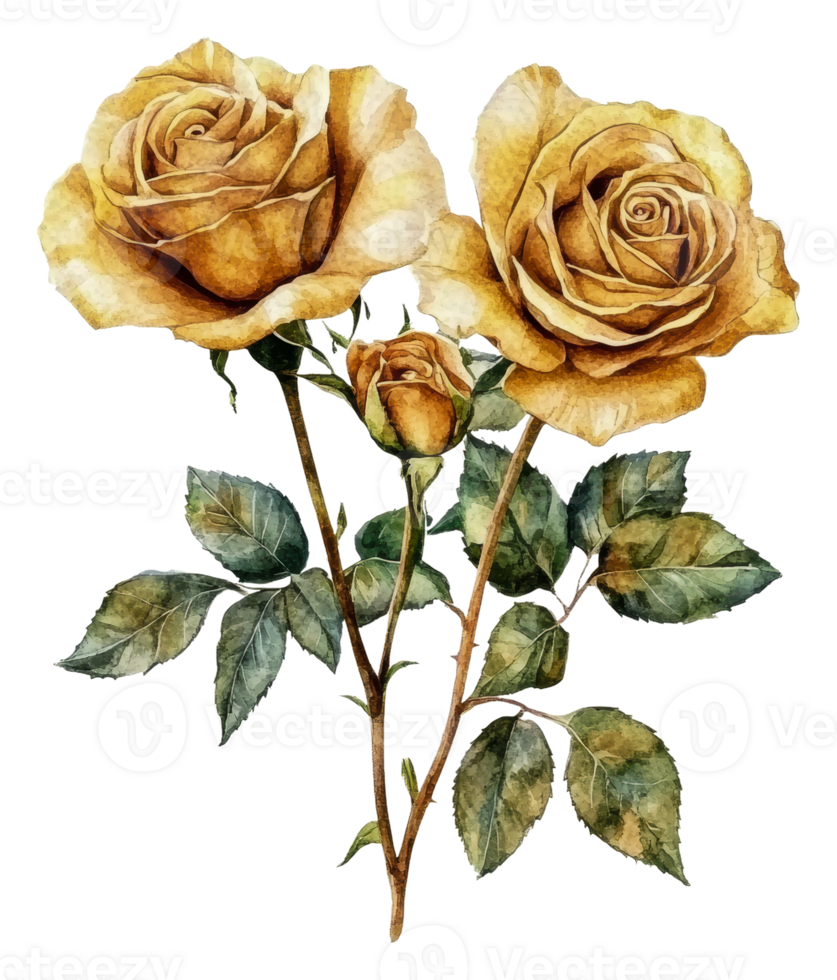 Beautiful yellow roses with green leaves in bloom, cut out - stock . png