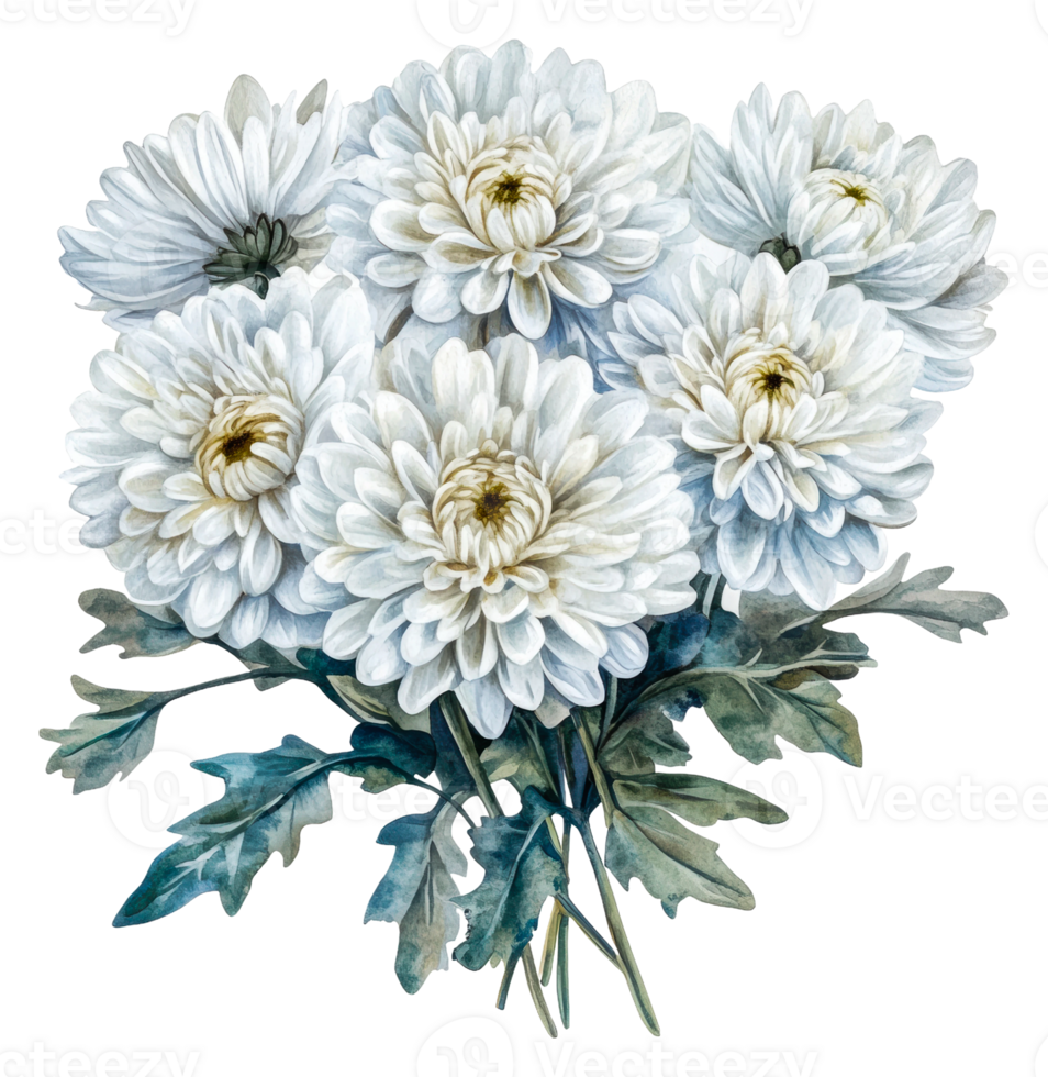 White chrysanthemums with green leaves, cut out - stock . png