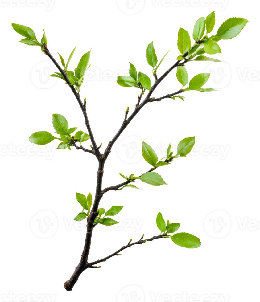 Fresh green leaves on a branching twig in spring, cut out - stock . png