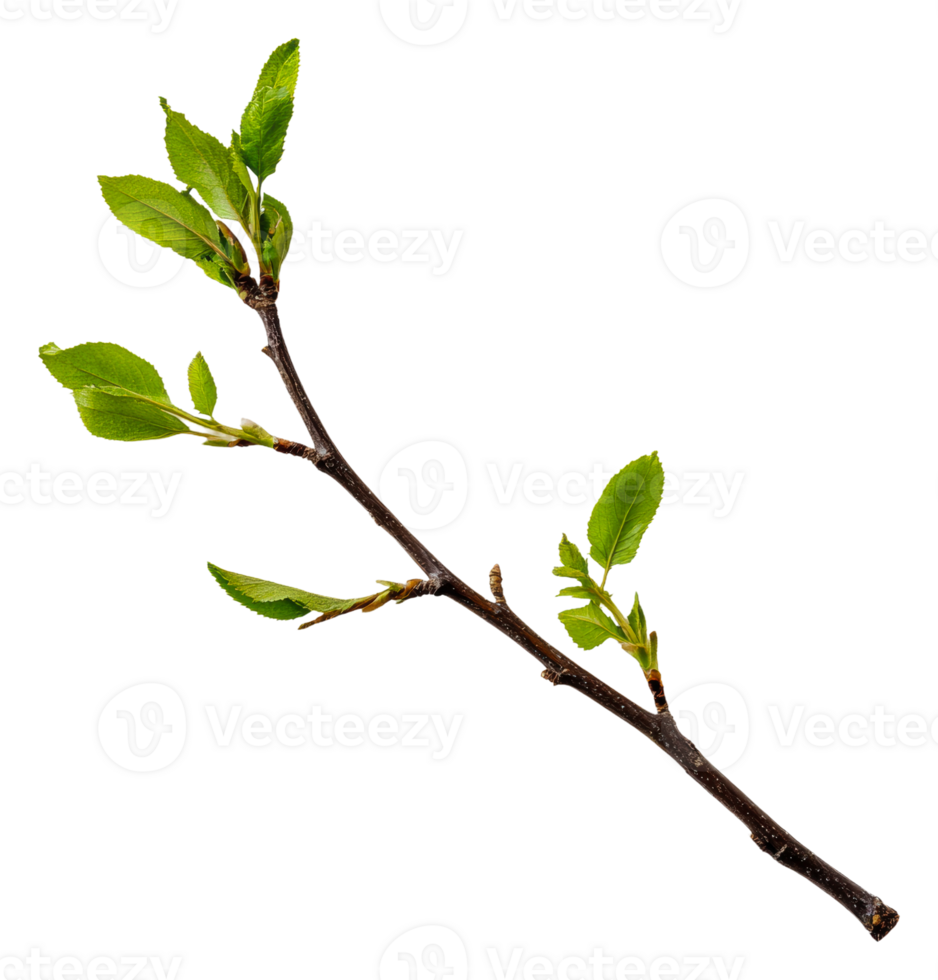 Spring branch with new green leaves, cut out - stock . png