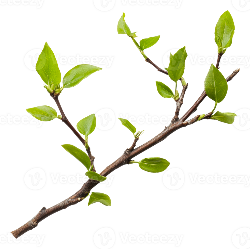 Fresh green branch with new leaves from a tree, cut out - stock . png