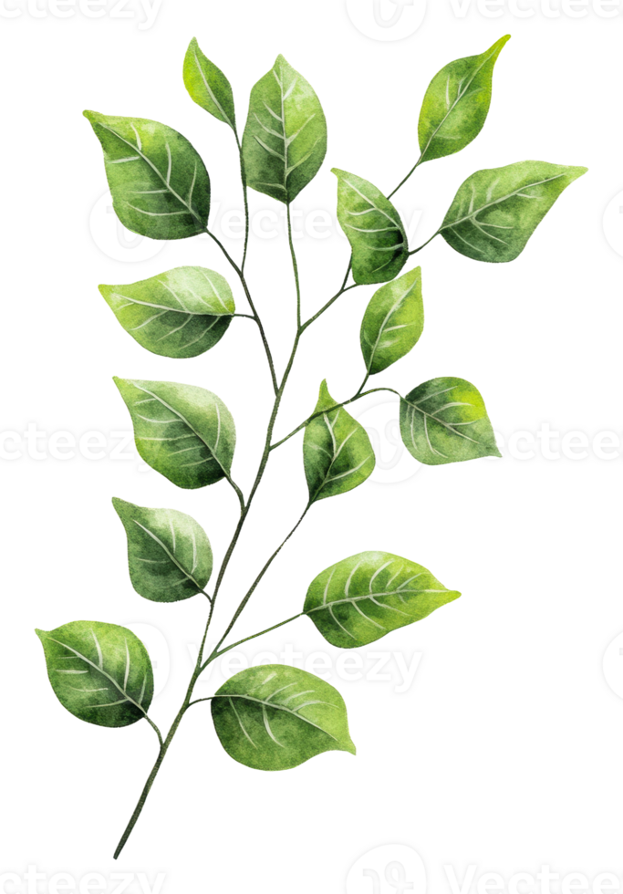 Vibrant green leaves on a detailed branch, cut out - stock . png