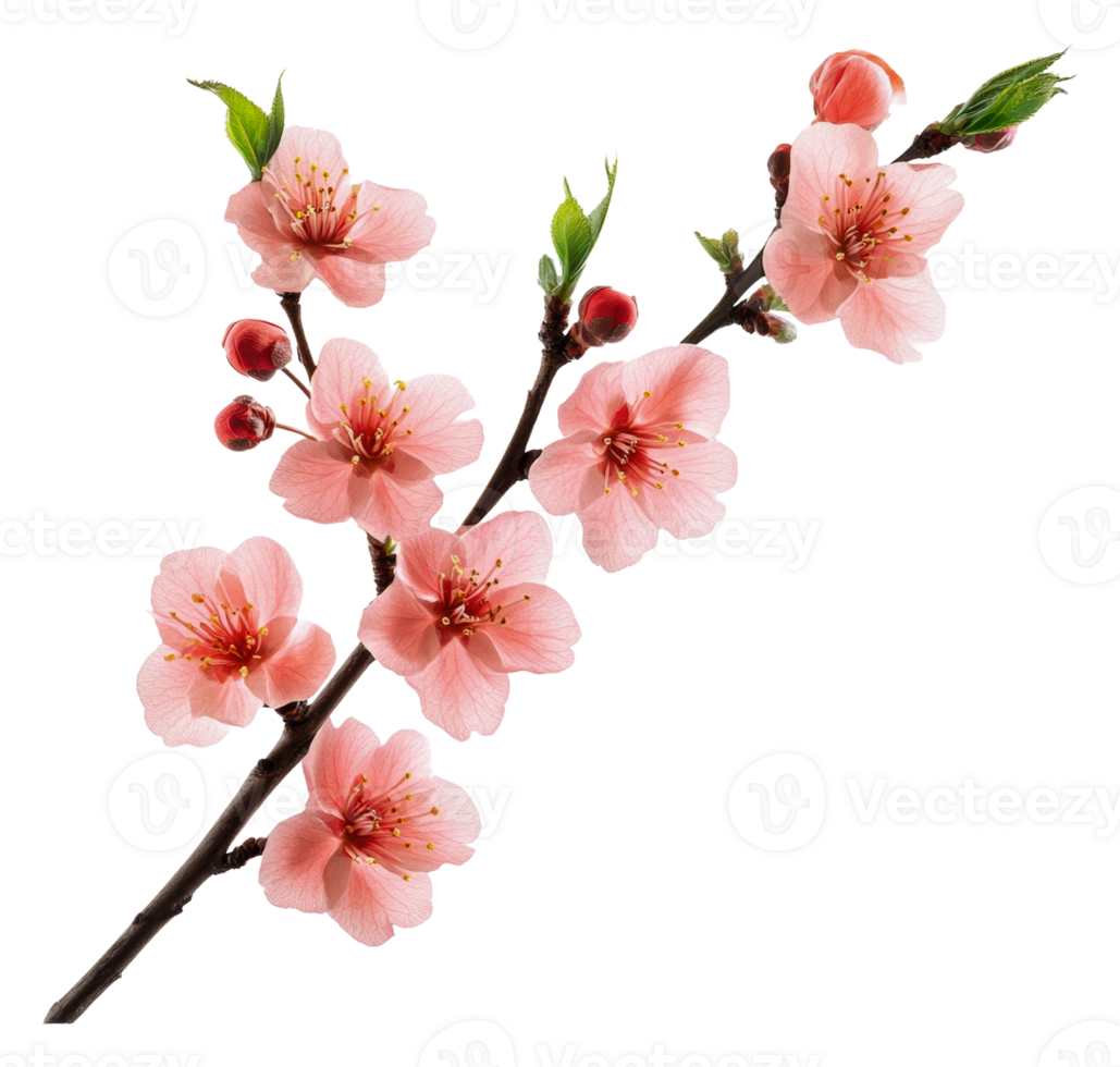 Beautiful cherry blossom branch in full bloom, cut out - stock . png
