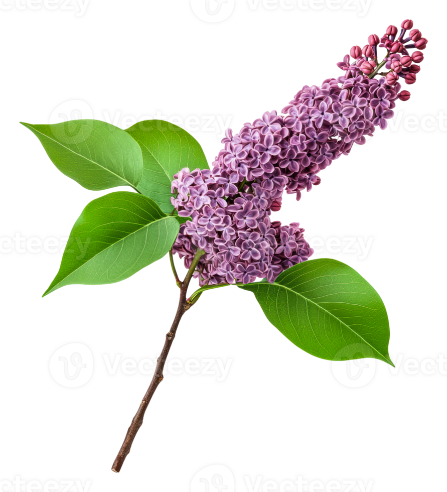 Blooming lilac branch with green leaves in spring, cut out - stock . png
