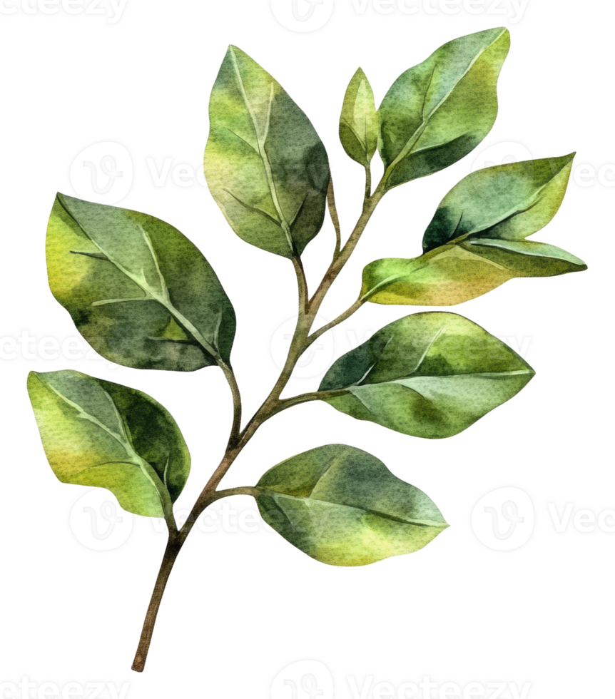 Detailed illustration of green leaves, cut out - stock . png