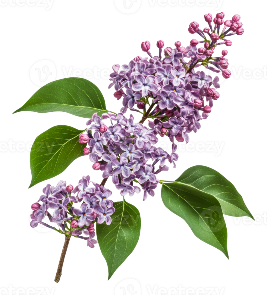 Lilac flower cluster with green leaves in bloom, cut out - stock . png