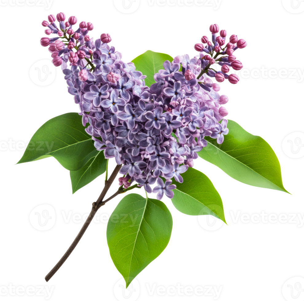 Lilac branch with fresh spring leaves, cut out - stock . png