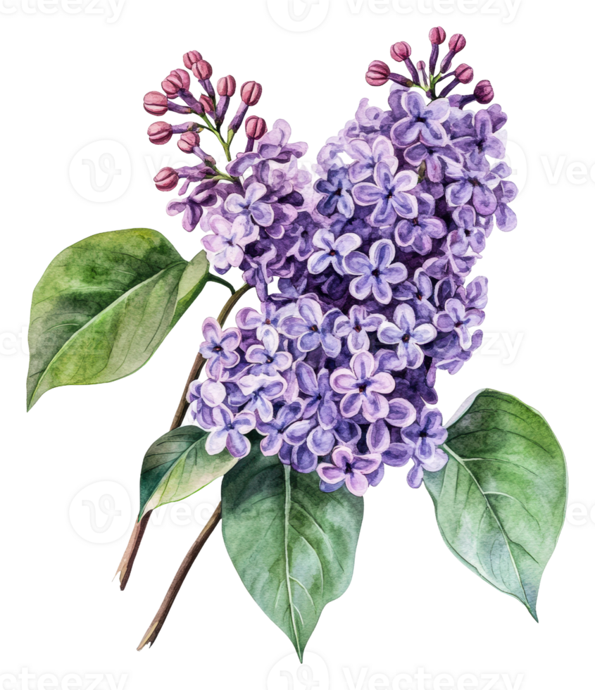 Lilac flowers blooming in spring, cut out - stock . png