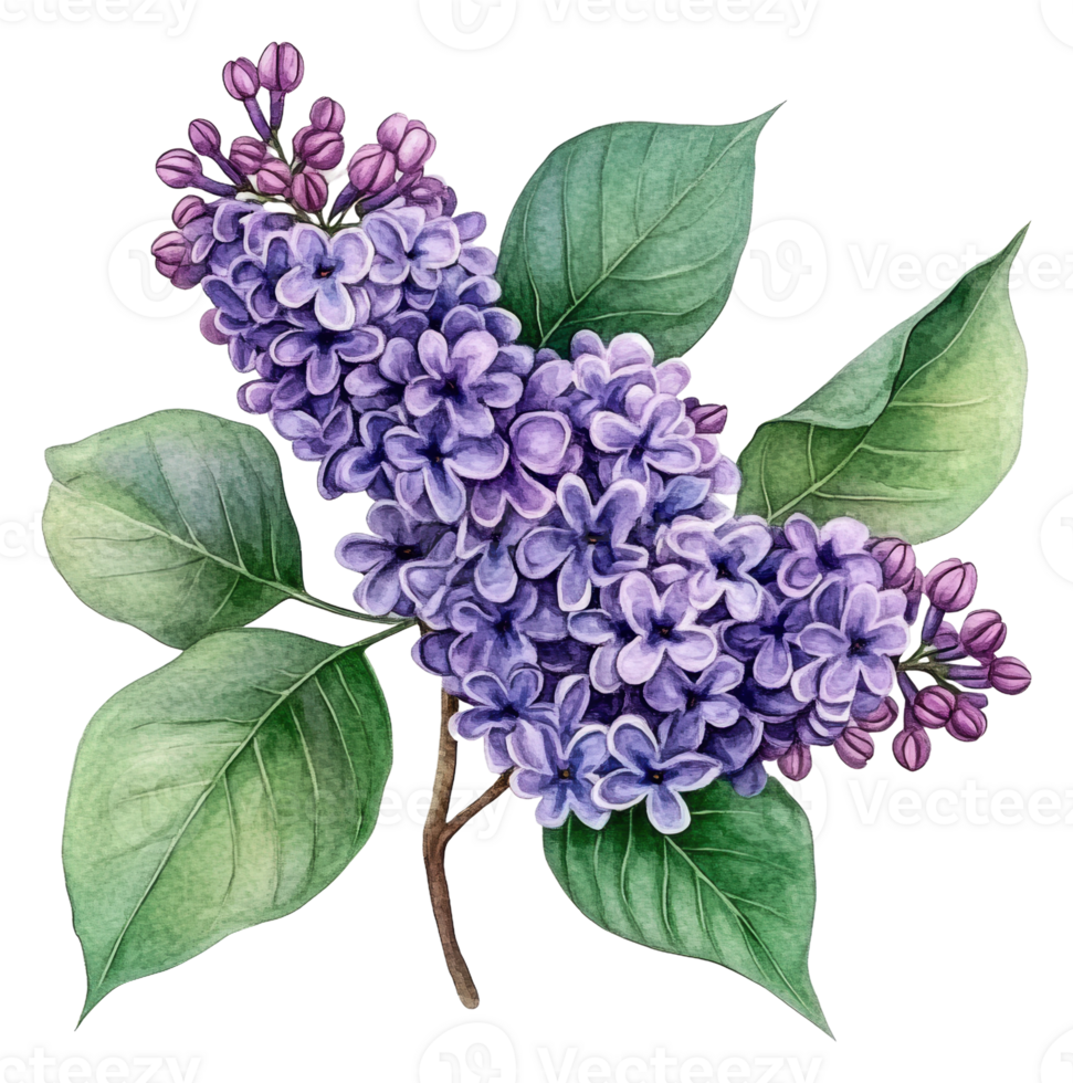 Lilac blooms with green leaves in spring, cut out - stock . png