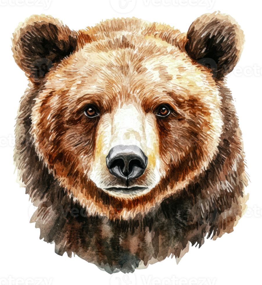 Watercolor bear face illustration, cut out - stock . png