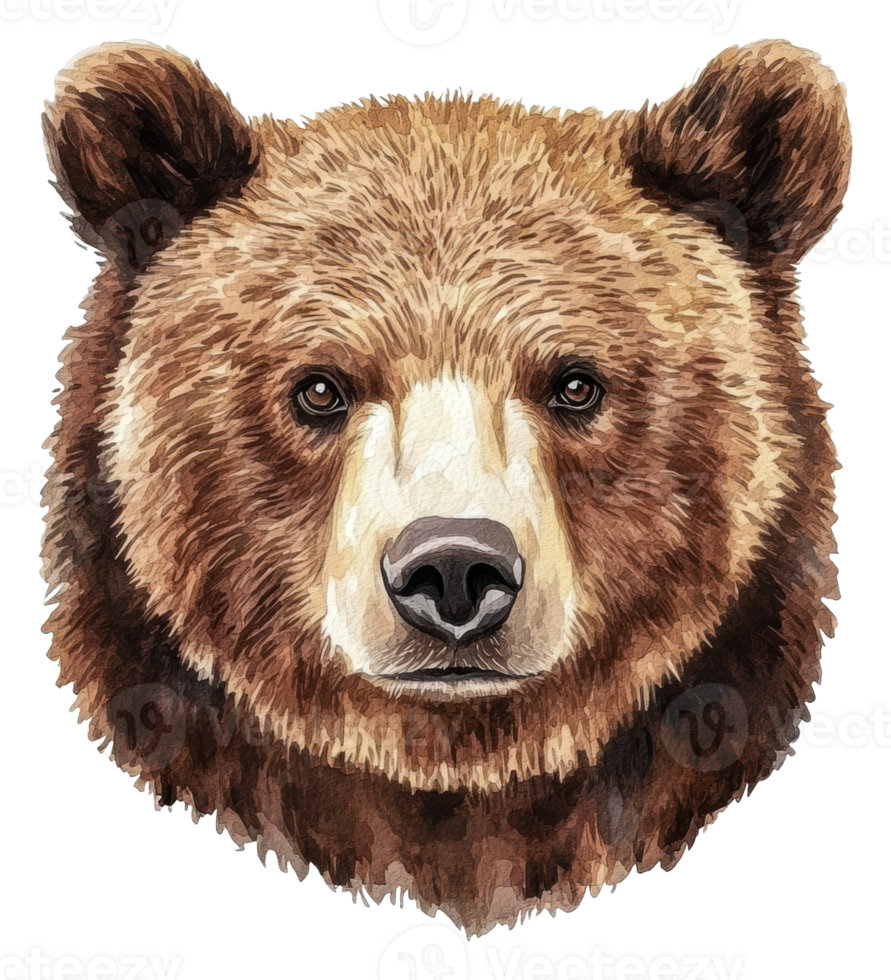 Detailed brown bear head illustration, cut out - stock . png