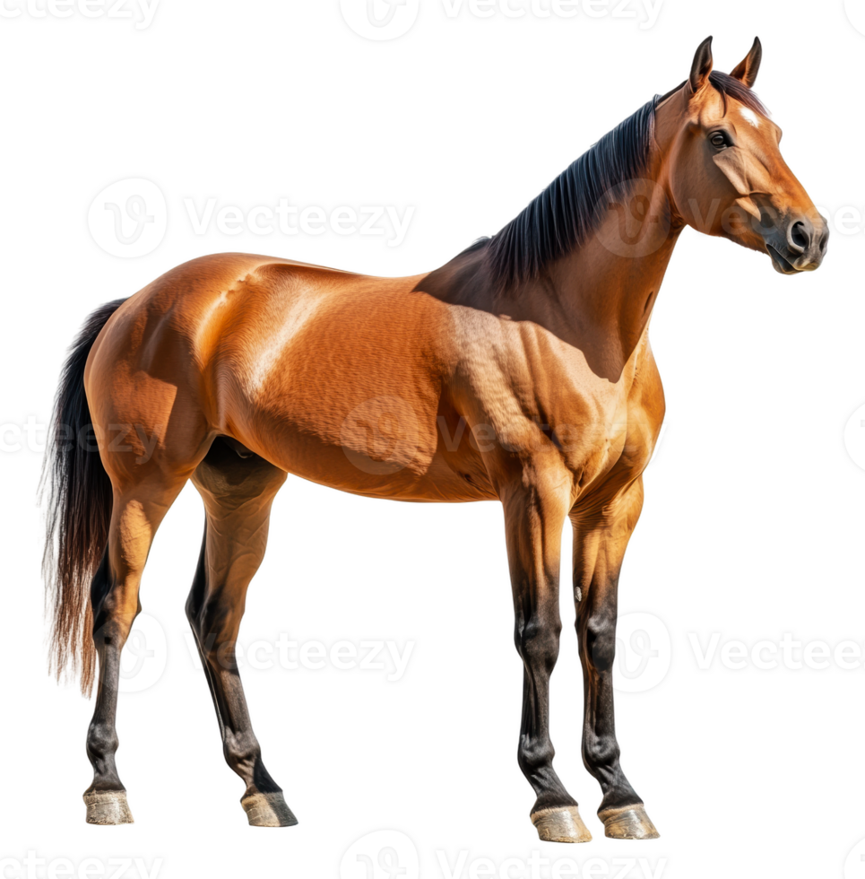 Majestic brown horse standing in bright sunlight, cut out - stock . png