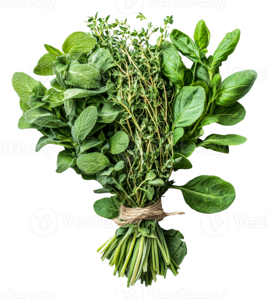 Fresh herbs bundle with mint, thyme, and spinach, cut out - stock . png