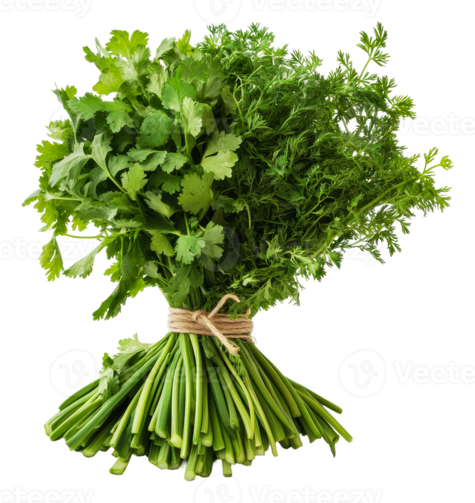 Fresco hierbas haz presentando cilantro y perejil, cortar fuera - valores . png