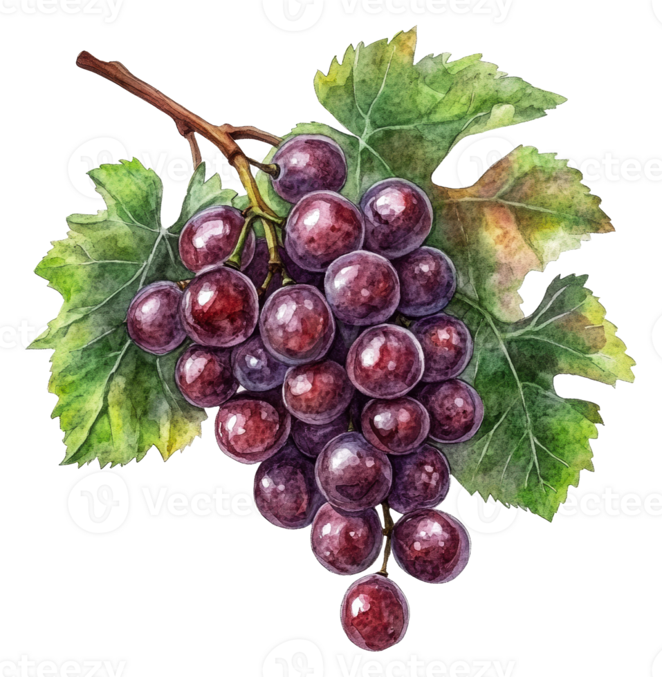 Artfully arranged fresh grapes and leaves, cut out - stock . png